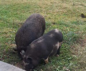 На подвір’ї калуського ліцею пасуться свині (фото)