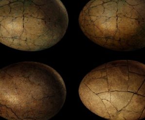 В Індії знайшли гніздо з 256 скам’янілими яйцями динозаврів