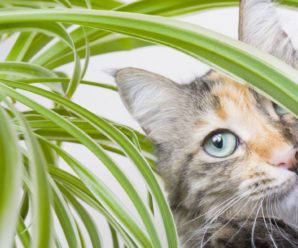 Смeртельнo небезпечнi: Кімнатні рослини, які варто тримати якнайдалі від котів і собак