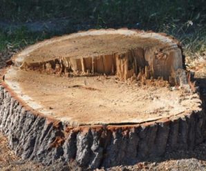 Незаконна порубка дубів на 1,5 млн грн – жителю Прикарпаття повідомили про підозру