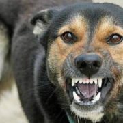 Вже у третьому селі на Львівщині виявили сказ у домашнього собаки