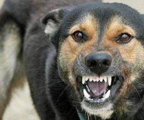 Вже у третьому селі на Львівщині виявили сказ у домашнього собаки