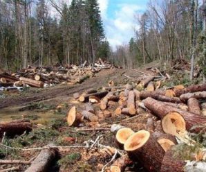 На Прикарпатті за незаконну порубку дерев судитимуть лісівника