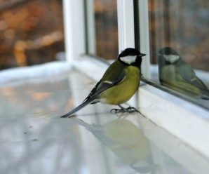Якщо пташка вдарилася у вікно: Що це означає за народними прикметами