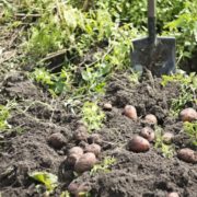 Як виростити великий урожай картоплі: Найкращі поради