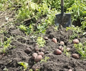 Як виростити великий урожай картоплі: Найкращі поради