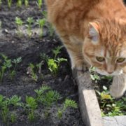 Місячний посівний календар на червень 2023 року: що і коли садити на городі в перший літній місяць