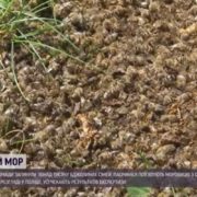 На Львівщині у селах загинули сотні тисяч бджіл: Що сталося