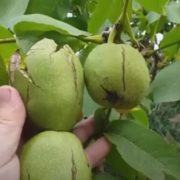 Українцям заборонили садити горіхи й не тільки: чи змусять спиляти дерева