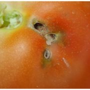 В Україну завезли заражені томати з Туреччини