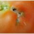 В Україну завезли заражені томати з Туреччини