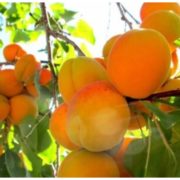 В Україні пропав урожай абрикосів: Названа причина