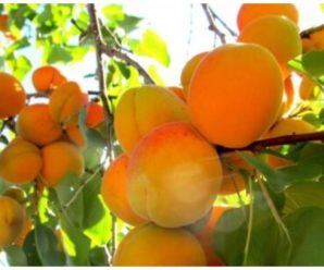 В Україні пропав урожай абрикосів: Названа причина