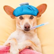 Вірус “собачого грипу” мутує: вчені попередили про небезпеку для людей