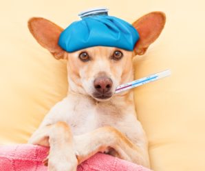 Вірус “собачого грипу” мутує: вчені попередили про небезпеку для людей