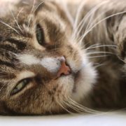 Чому кішка лягає на людину: “містичне” пояснення вас здивує