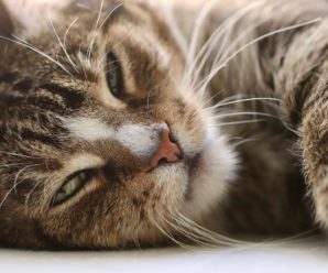 Чому кішка лягає на людину: “містичне” пояснення вас здивує