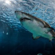 У Єгипті акула біля берега потягнула та з’їлa російського туриста (ВІДЕО 18+)