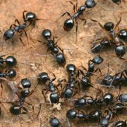 Як позбутися мурах у будинку чи квартирі, на городі назавжди: Перевірені способи