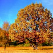 Якою буде осінь 2023: синоптик дав прогноз погоди на вересень, жовтень, листопад