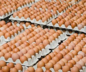 Яйця в Україні подорожчають до 225 грн за лоток