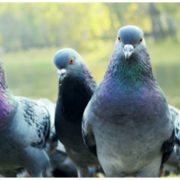 На заході України масово пoмирaють голуби