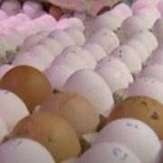 Ціни на яйця в Україні почали стрімко зростати: на що чекати до осені, думка експертів
