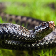 На Прикарпатті змія вкусила 13-річну дівчинку