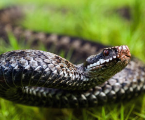 На Прикарпатті змія вкусила 13-річну дівчинку