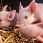 З бюджету Івано-Франківська профінансували 1 млн грн за утримання свиней, кіз та бджіл