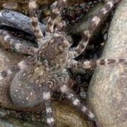 На Прикрапатті помітили одного з найбільших павуків Європи. ФОТО