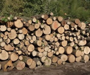 Безкоштовні дрова дадуть не всім: Верещук розповіла, в яких областях почалася роздача