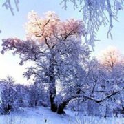 Синоптики прогнозують аномальну зиму: коли чекати сніг та сильні морози
