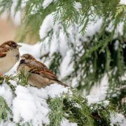 Погода піднесе сюрпризи після Нового року: синоптики розповіли, якою буде зима
