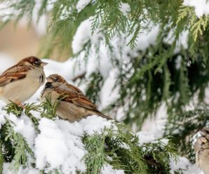 Погода піднесе сюрпризи після Нового року: синоптики розповіли, якою буде зима