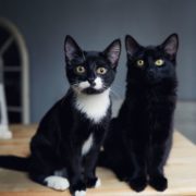 10 речей, які роблять кішки, щоб захистити вас і свій дім