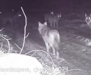 Кількість хижаків зросла в рази: На Франківщині зафіксували зграї вовків…ВІДЕО