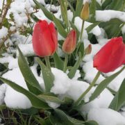Погода збожеволіла: українців попередили про сніг у травні – названі області та дати