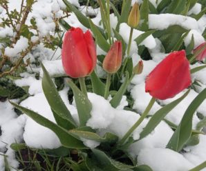 Погода збожеволіла: українців попередили про сніг у травні – названі області та дати