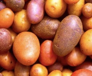 Беріть лопату і за справу: коли у травні потрібно посадити картоплю, щоб покращити якість та кількість урожаю