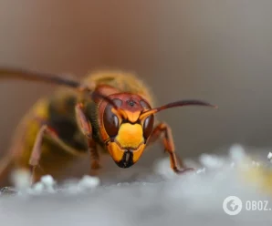 Вжалило понад 25 ос: на Івано-Франківщині дівчата закрили однокласника в туалеті. Хлопець потрапив до реанімації