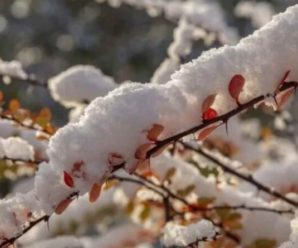 Коли в Україні випаде сніг, і якою буде зима: синоптики розповіли, до чого готуватись