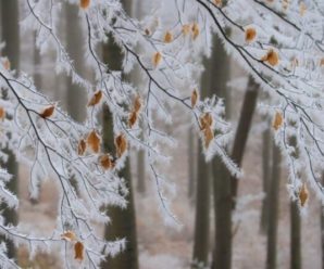 Україну накриють сильні заморозки: де буде найхолодніше