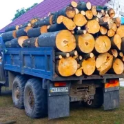 В’язниця за дрова все ж таки буде: нардеп розповіла скільки заборонено зберігати вдома