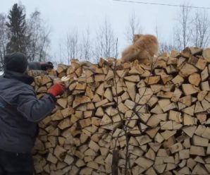 Ну ось і почалося: вже вліпили перший штраф за дрова – мужику озвучили суму