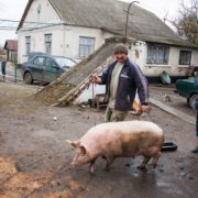 Щоб заколоти порося у нього має бути паспорт?: з 1 січня 2025 року  в Україні змінили правила забою сільгосптварин