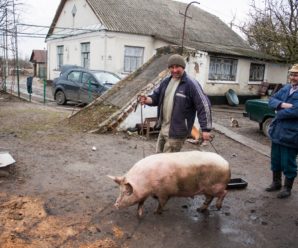 Щоб заколоти порося у нього має бути паспорт?: з 1 січня 2025 року  в Україні змінили правила забою сільгосптварин