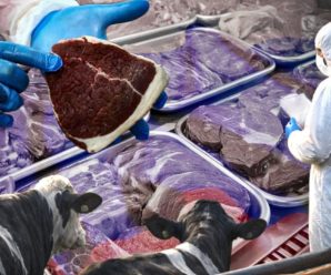 Ящур на експорт: Росія знищує худобу й водночас продає заражене м’ясо по всьому світу